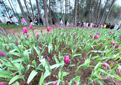 美麗新鄉(xiāng)村 | 走進(jìn)林下“花花世界”，體驗鄉(xiāng)村版“安徒生童話”的紙制品魅力